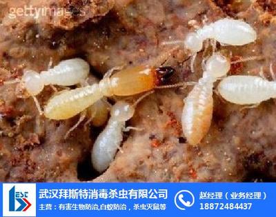 白蟻防治工程 六安市與合肥堤壩白蟻防治的重要性及服務(wù)指南