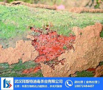 常德古白蟻防治與長沙白蟻預(yù)防處理 專業(yè)服務(wù)守護(hù)您的家園
